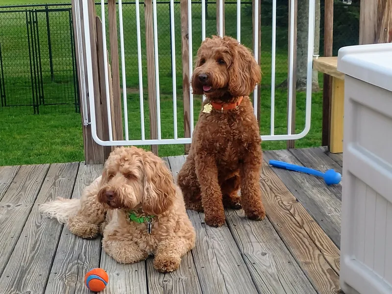 Draycot Meadows Australian Labradoodles