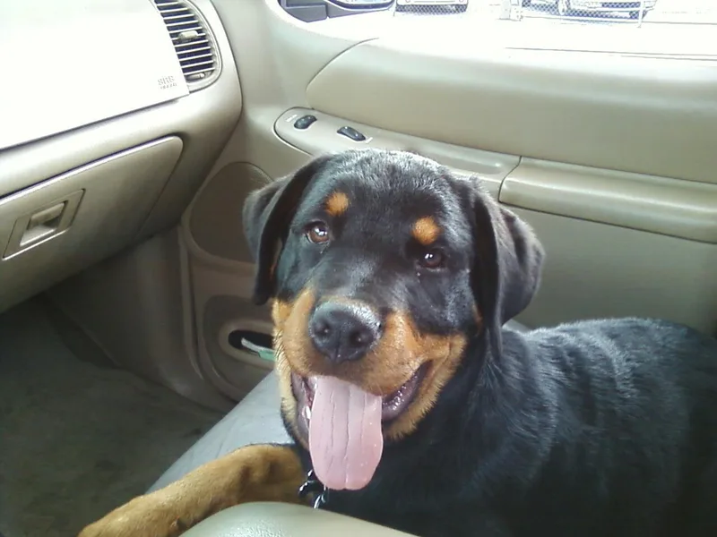 Drayford Reed's Rottweilers