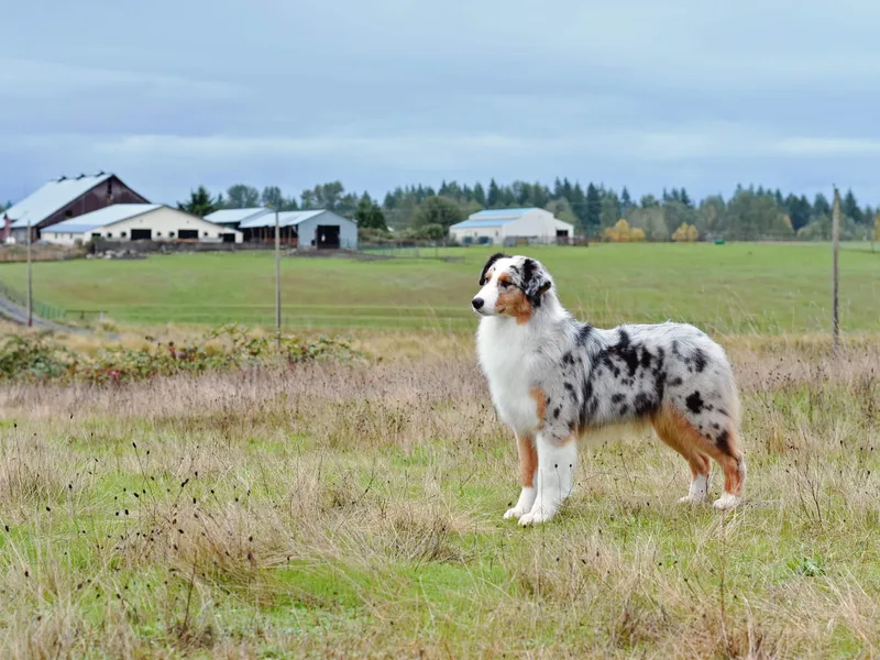 Drayton Australian Shepherds
