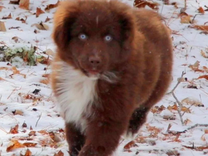DRB Dachshunds photo 1
