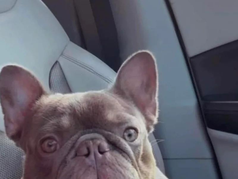 Drea's French Bulldogs