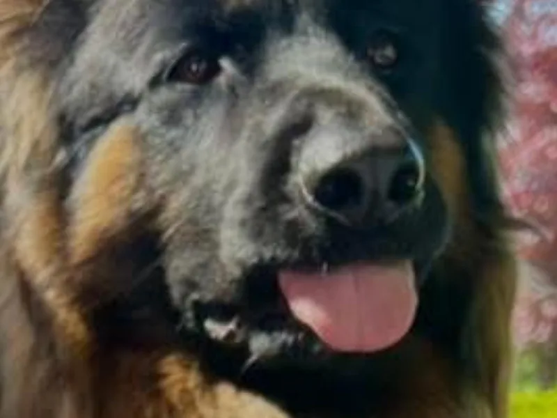 Drea's German Shepherds