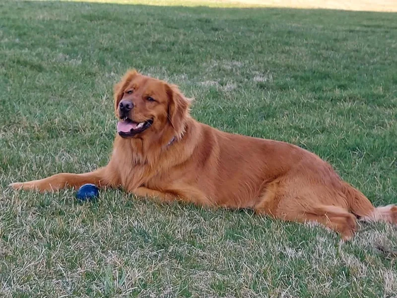 Dream Big Golden Retrievers