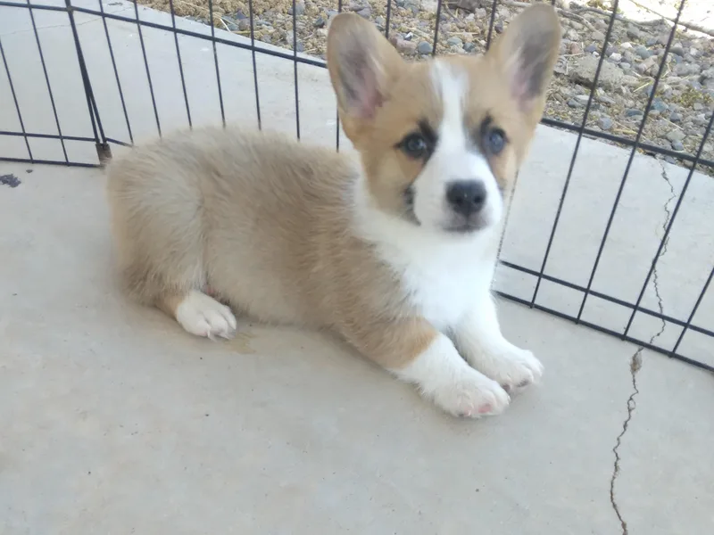 Dream Catcher Corgis