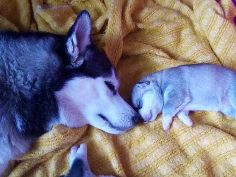 Dream Catcher Siberians