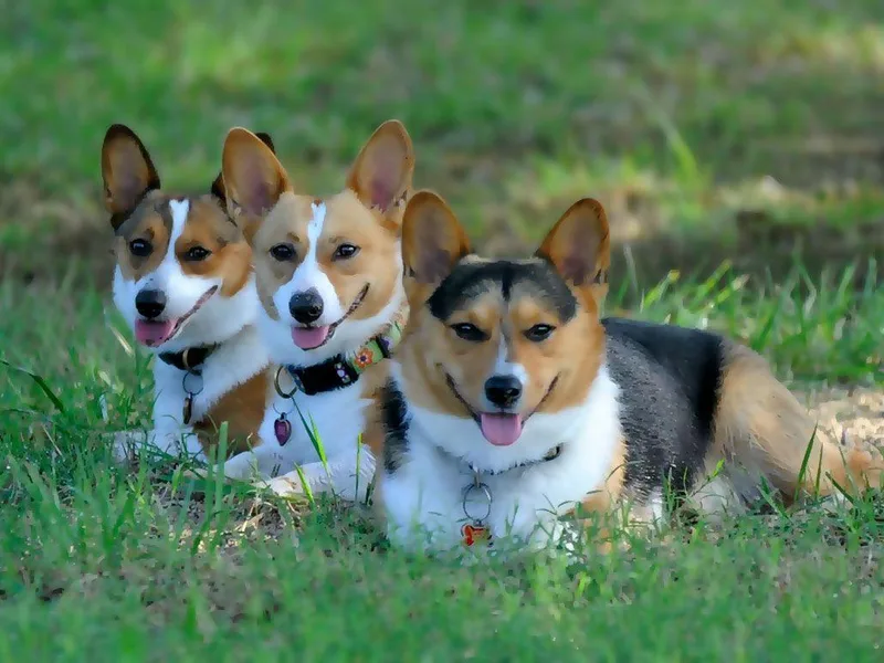Dream Corgis
