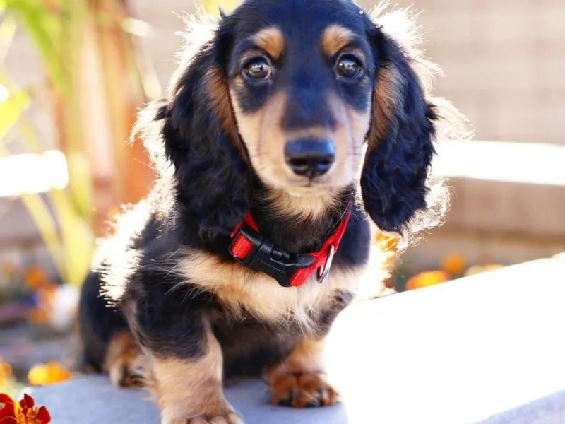 Dream Dachshunds (Dreamdachs)