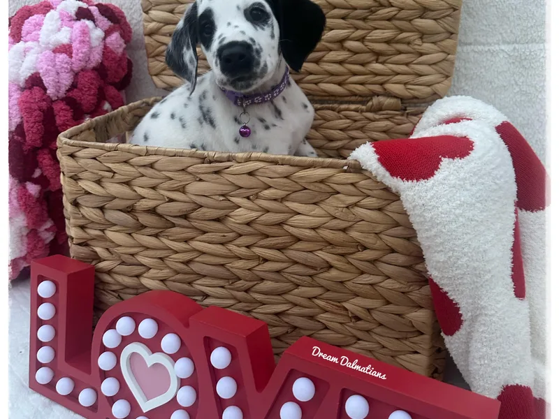Dream Dalmatians