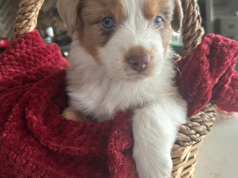 Dream Dog Mini Aussies