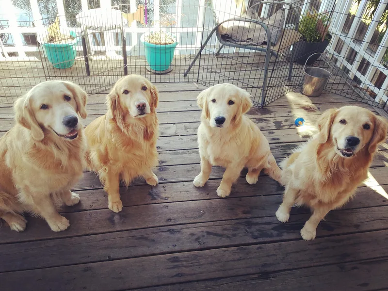 Dream Golden Retrievers