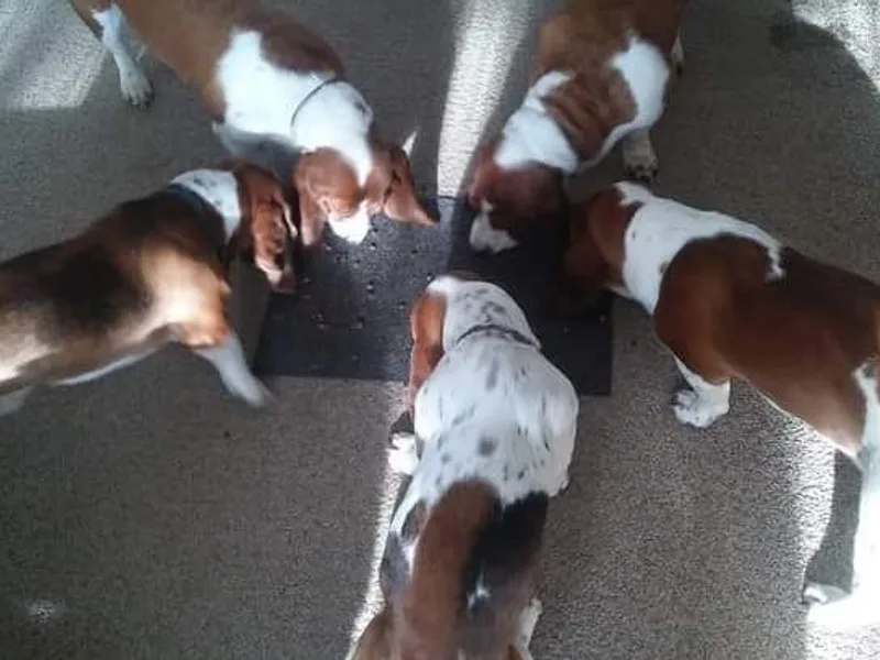 Dream Hounds of Michigan