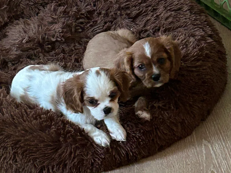 Dream Maker Cavaliers