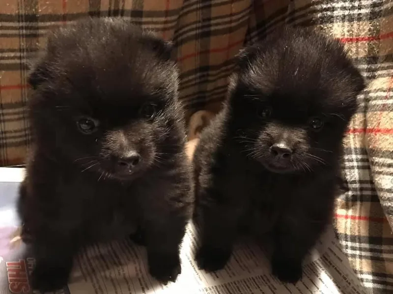 Dream Mtn Kennel