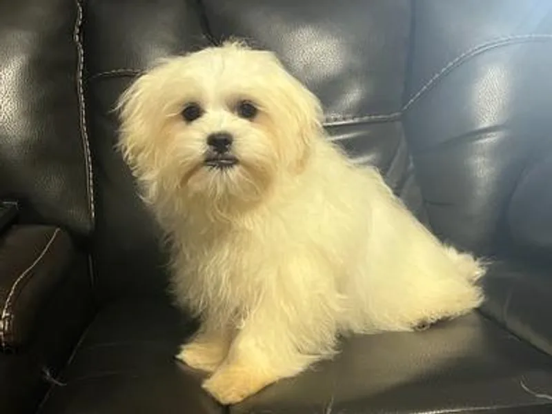 Dream Paws Puppies, LLC