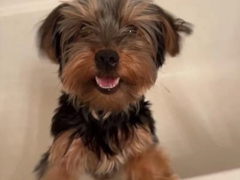 Dream Puppies