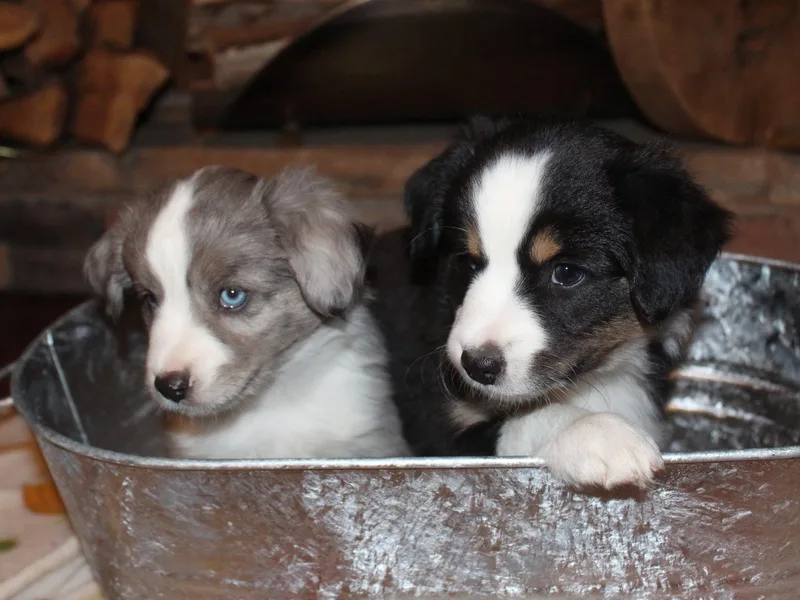Dream Ranch Mini Aussies