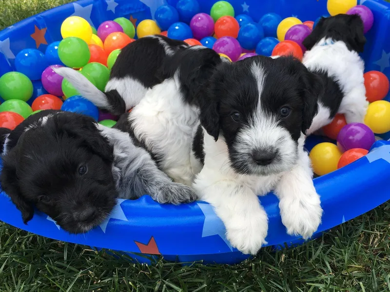 Dream Star Schapendoes