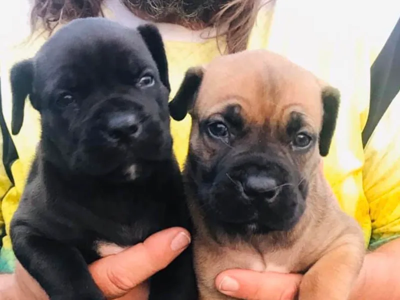 Dream Team Boerboel