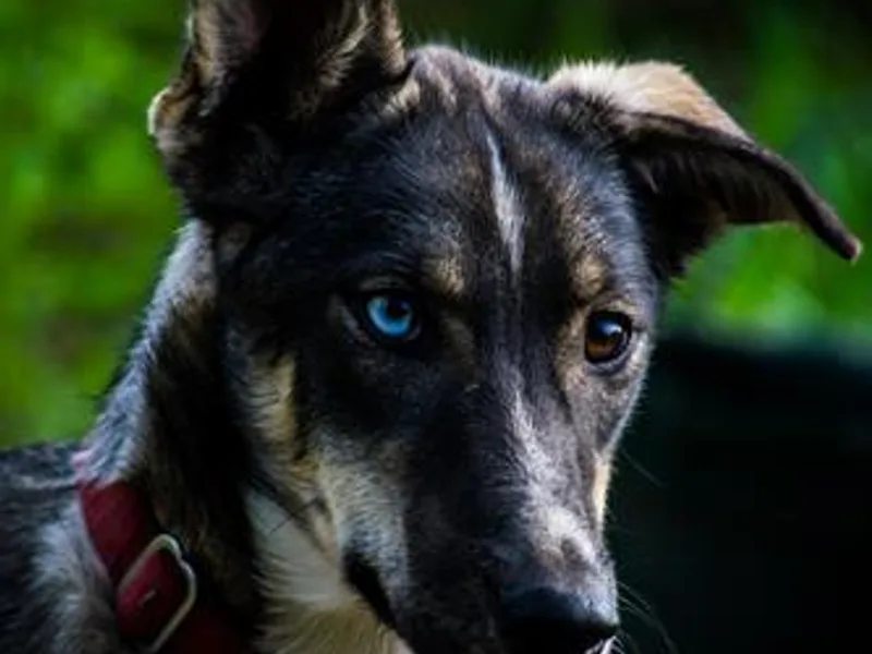 Dream Walker Kennels photo 1