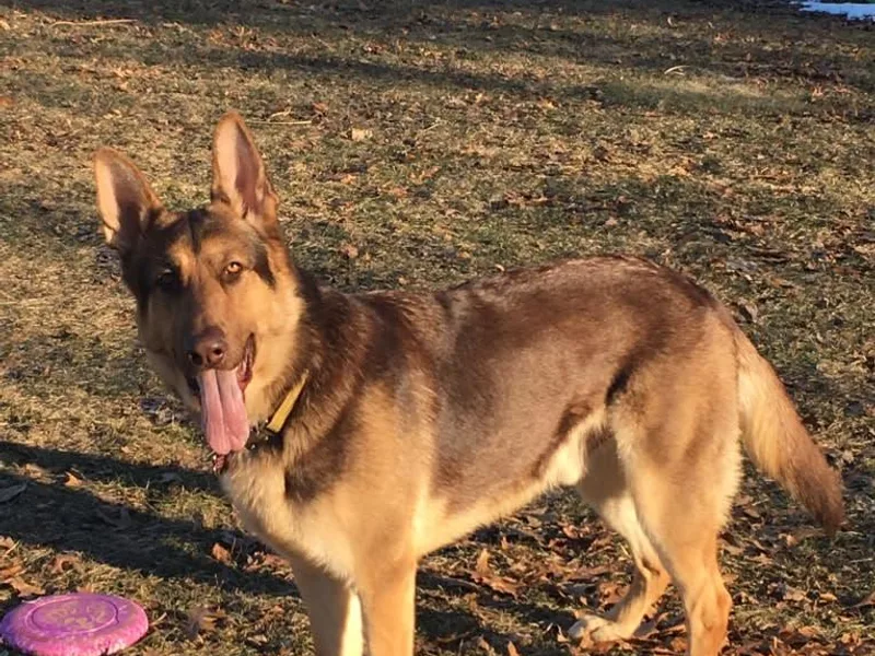 Dream Works German Shepherds