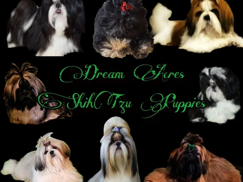 DreamAcresPuppies