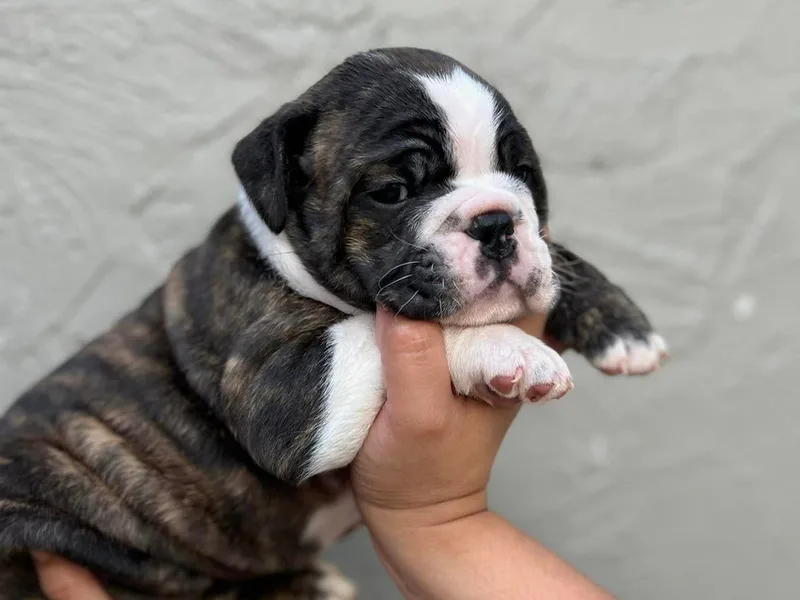 DreamBullys