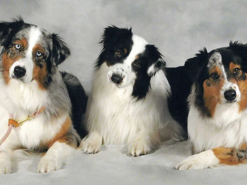 DreamCatcher Miniature American Shepherds