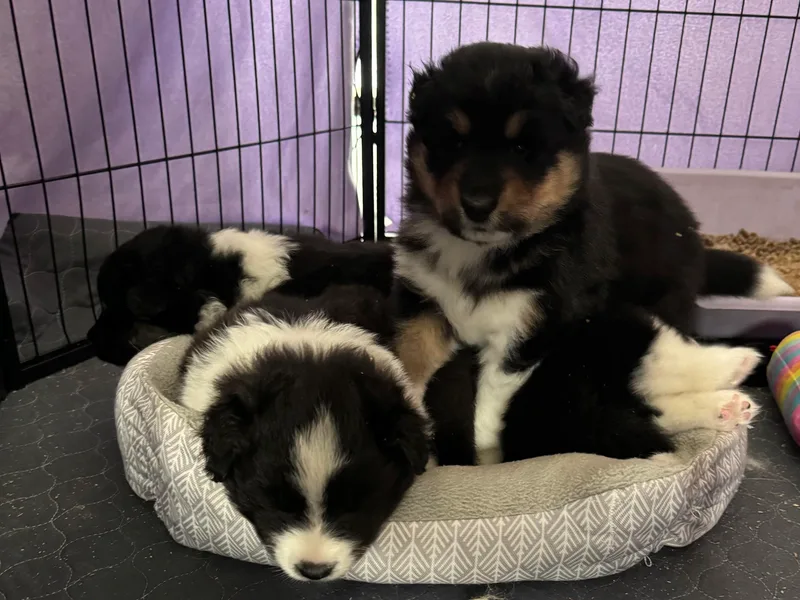 Dreamdale Companions
