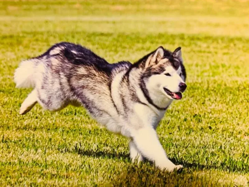 Dreamekatcher Kennel