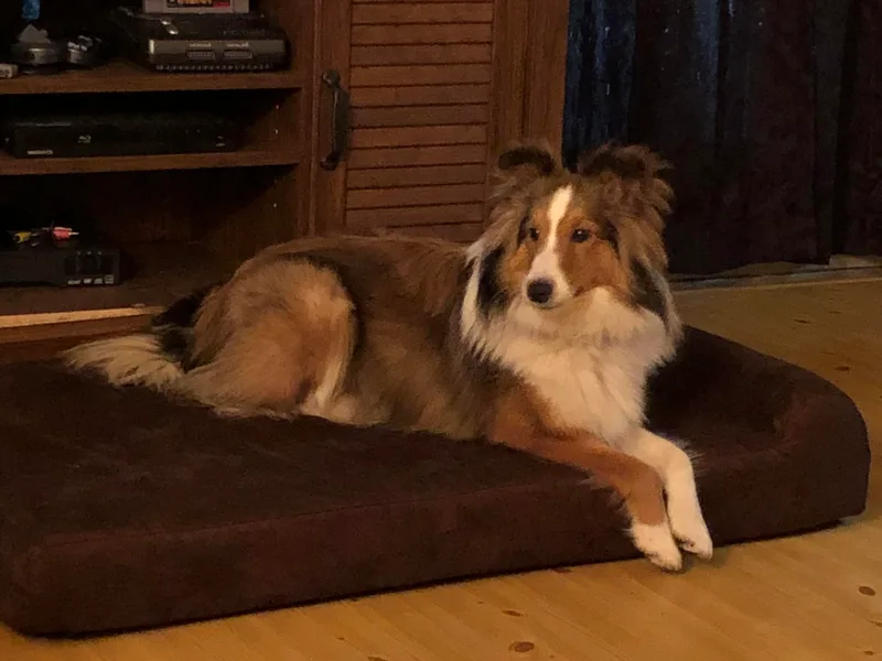 Dreamer’s Shelties