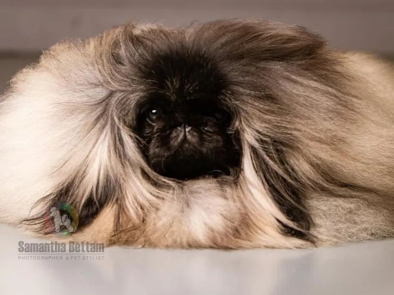 Dreamers Pekingese
