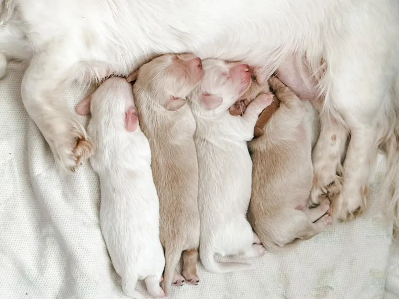 Dreamheart Dachshunds LLC