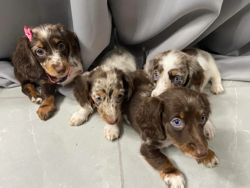 Dreaming of Dachshunds