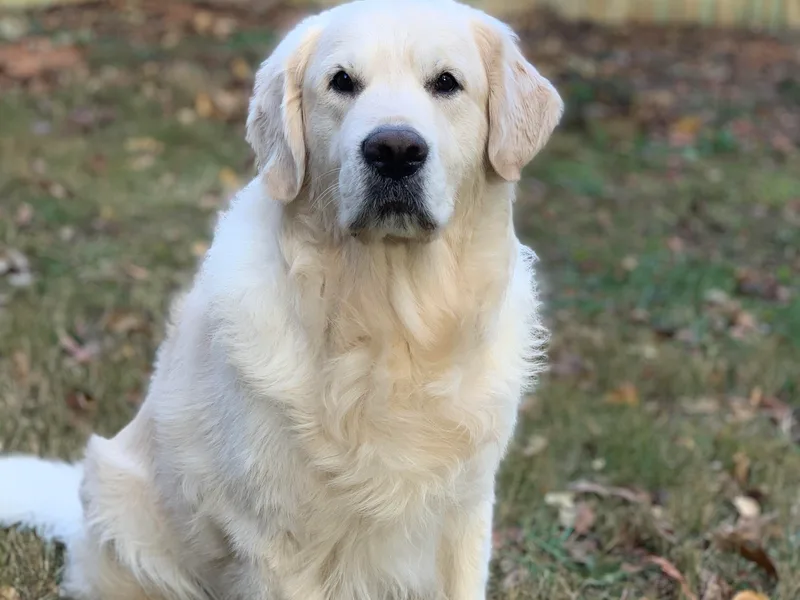 Dreaming Tree Goldens