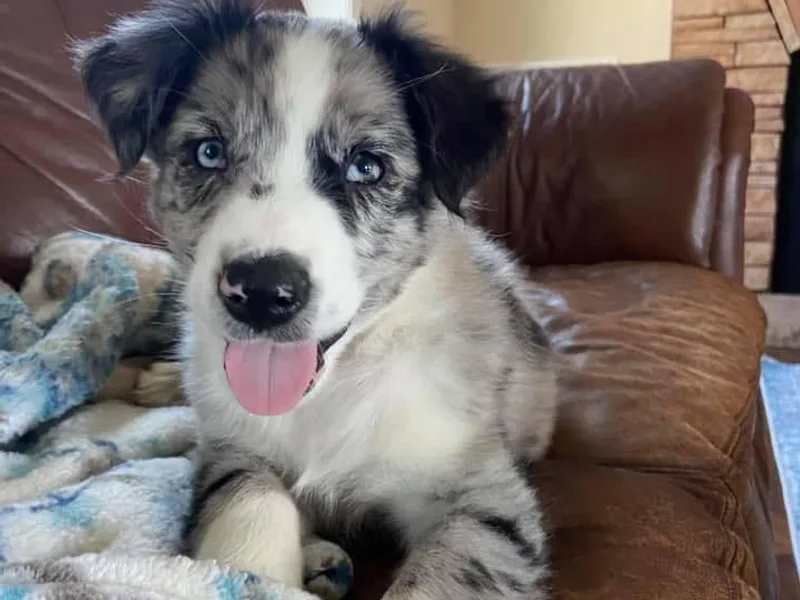 Dreamland Aussies &amp; Poodles