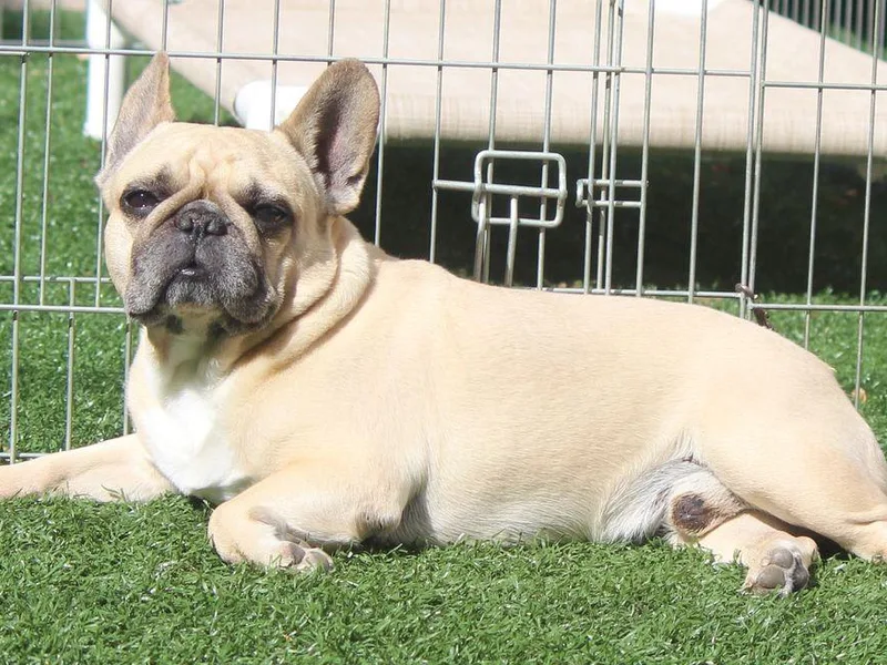 Dreamland French Bulldogs