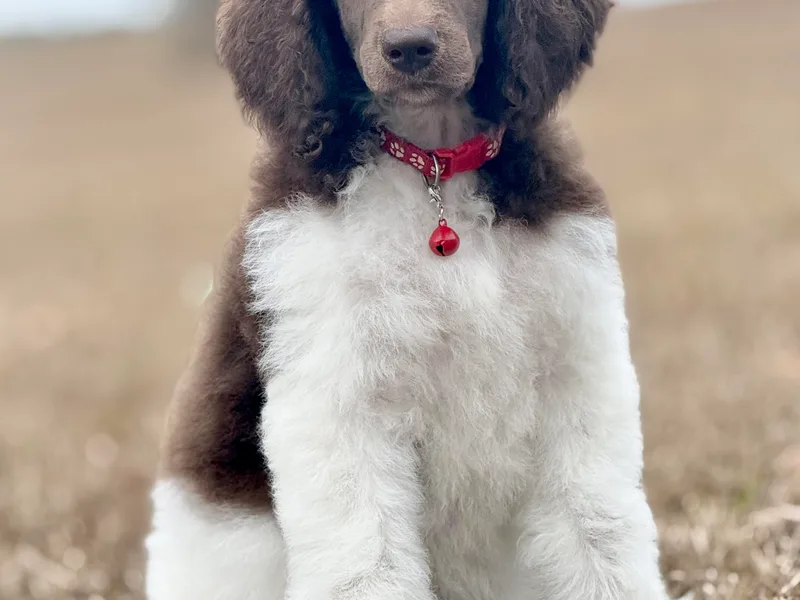 Dreamland Standard Poodles