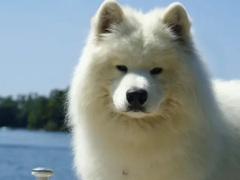 DreamQuest Samoyeds photo 1