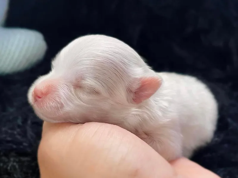 Dreams &amp; Love Maltese