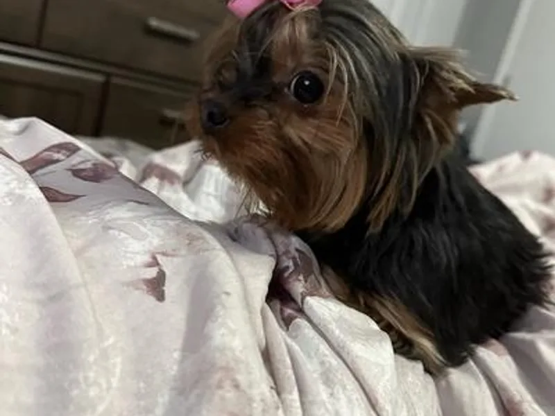 Dreams Come True Yorkies