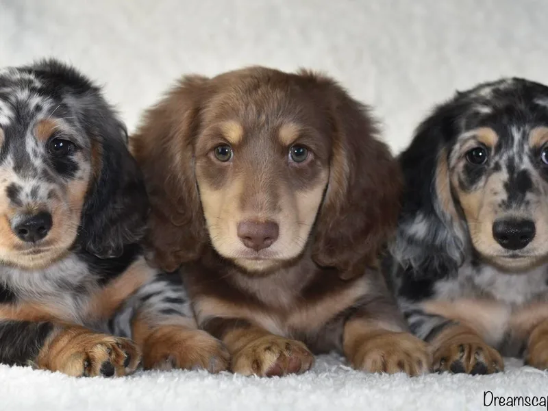 Dreamscape Dachshunds