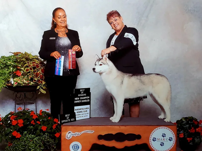 Dreamscape Siberians