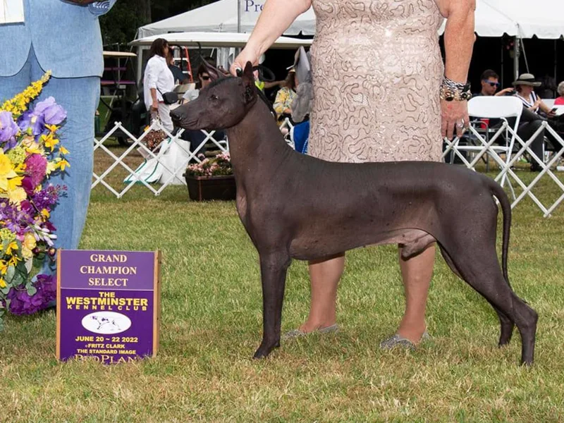 Dreamstar Kennel photo 1