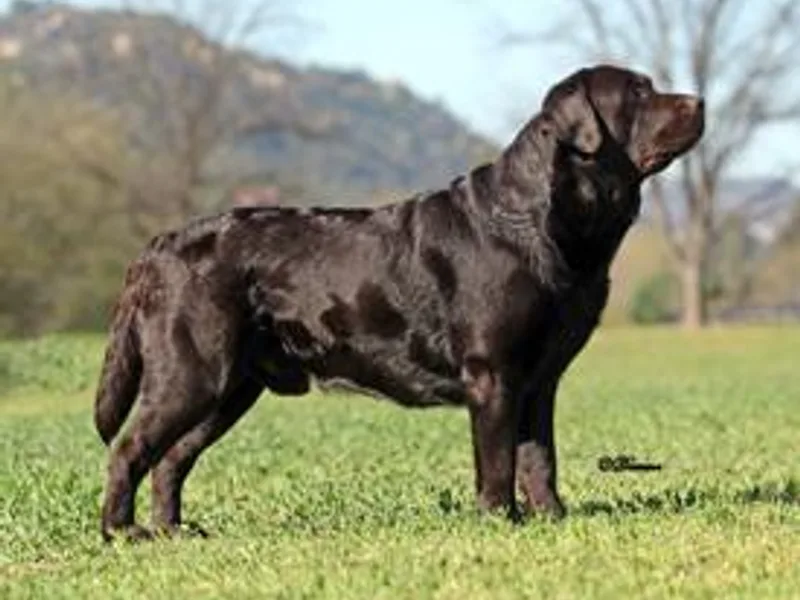 Dreamweaver Labradors photo 1