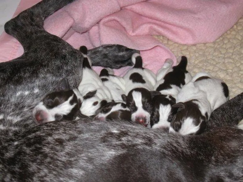 Dreamweaver Shorthairs