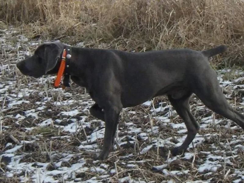 Dreamweaver Weimaraners