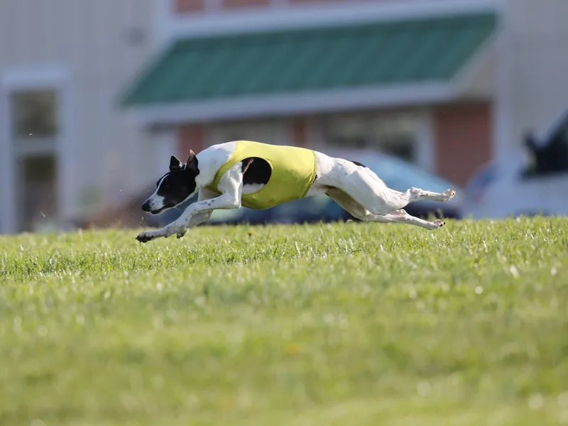 Dreamweaver Whippets
