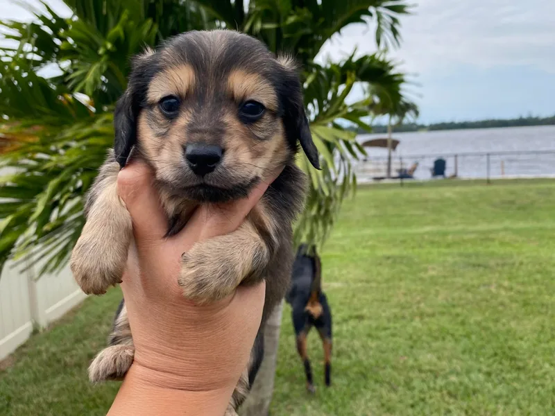 Dreamwork Dachshunds