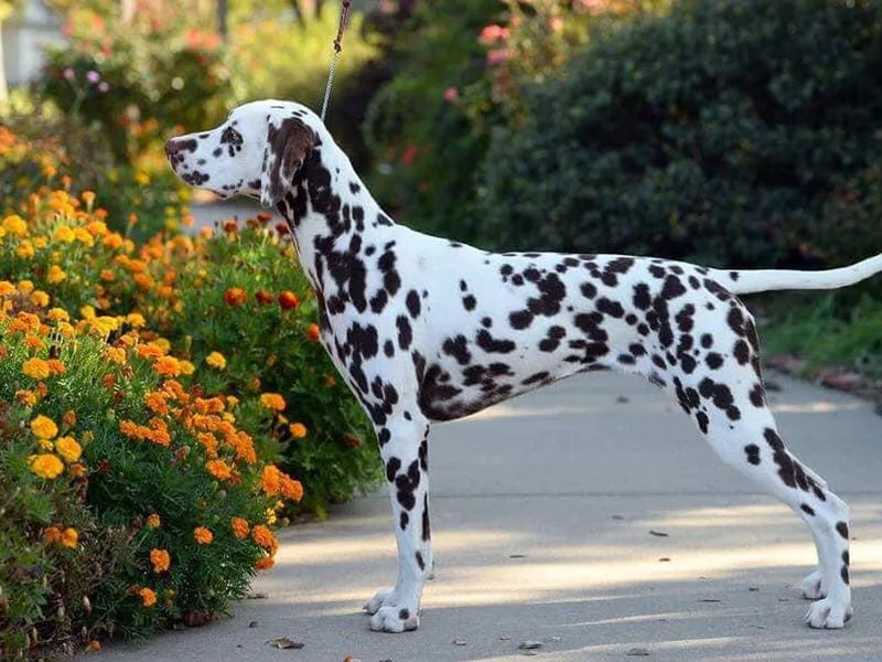 Dreamworks Dalmatians &amp; Beagles