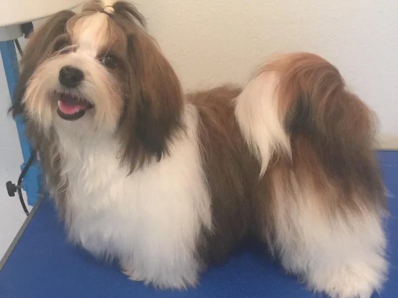 Dreamworks Havanese